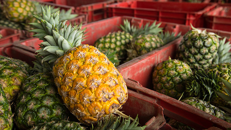 Production des Ananas