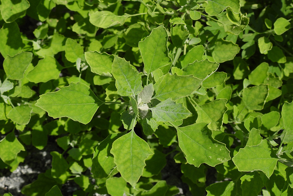 Étude du Sol
