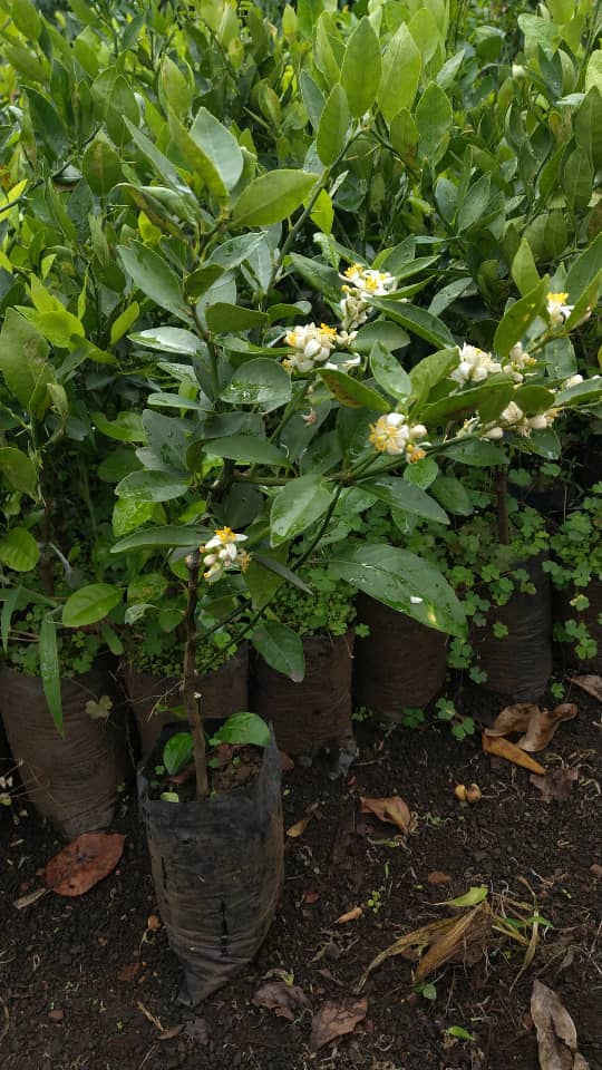 Agrumes greffés